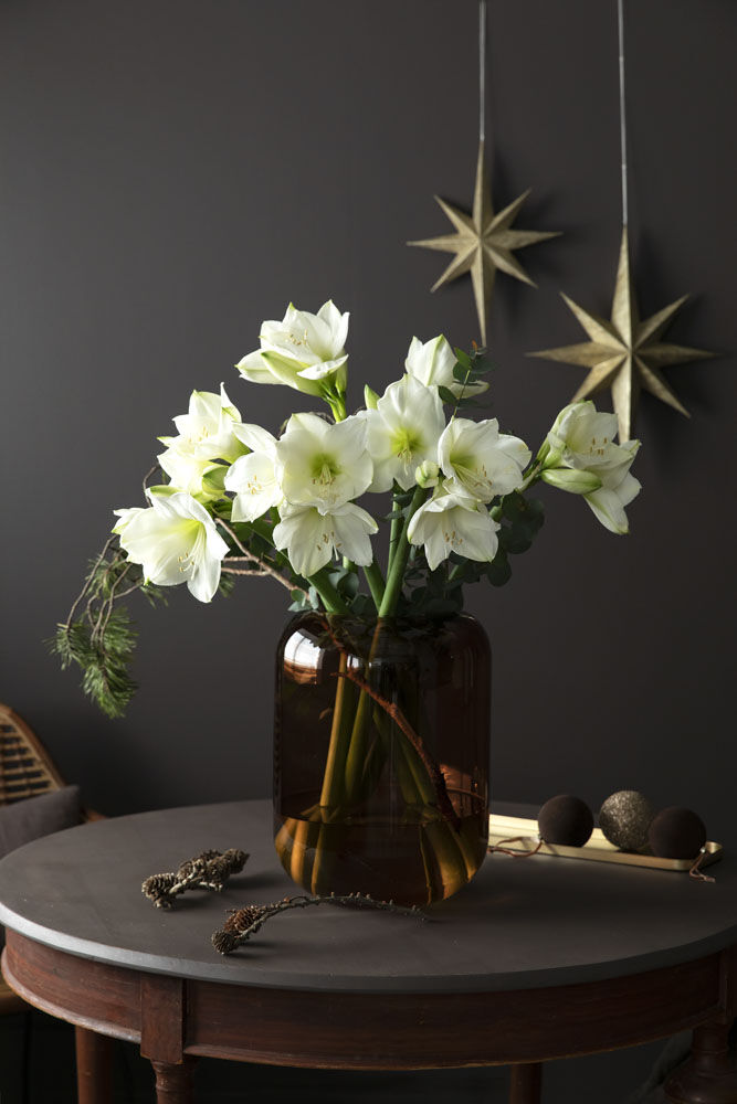 Vakre hvite amaryllis. Vakre hvite amaryllis.